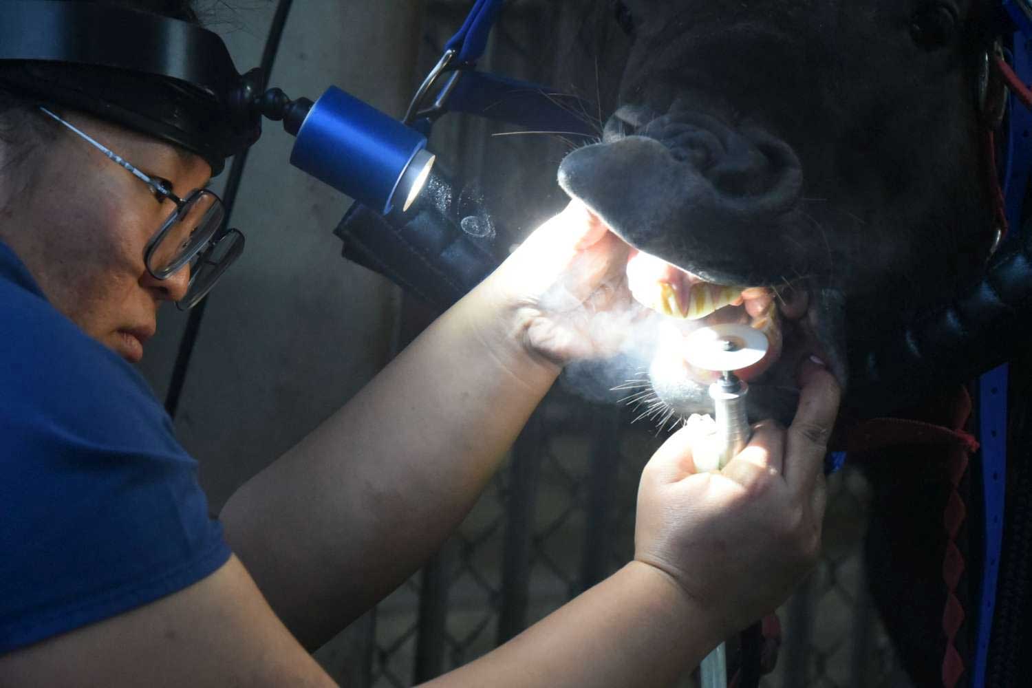新竹市立動物園馬兒看牙醫，定期檢查保健康