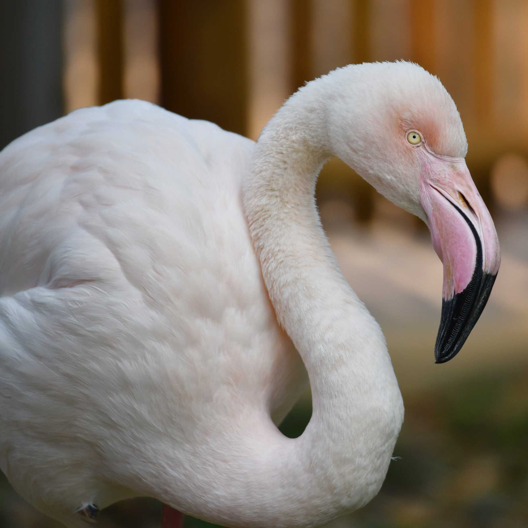 大紅鶴- 新竹市立動物園