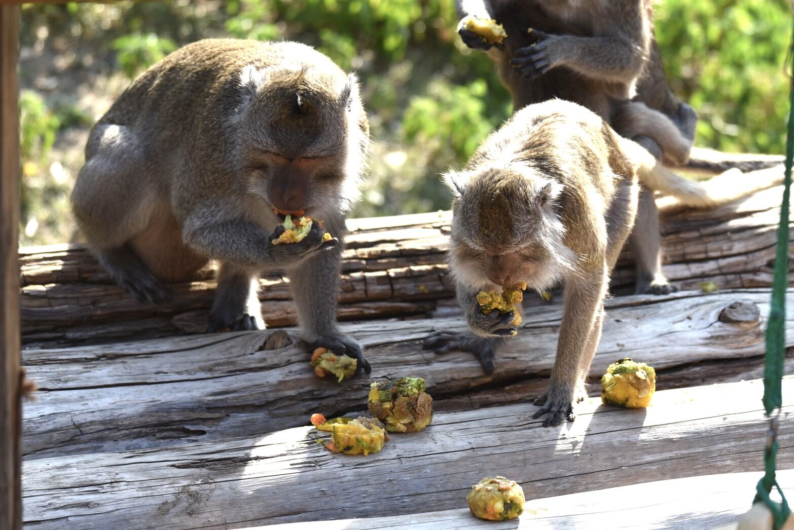 2024_久元電子攜手新竹動物園創作動物專屬月餅