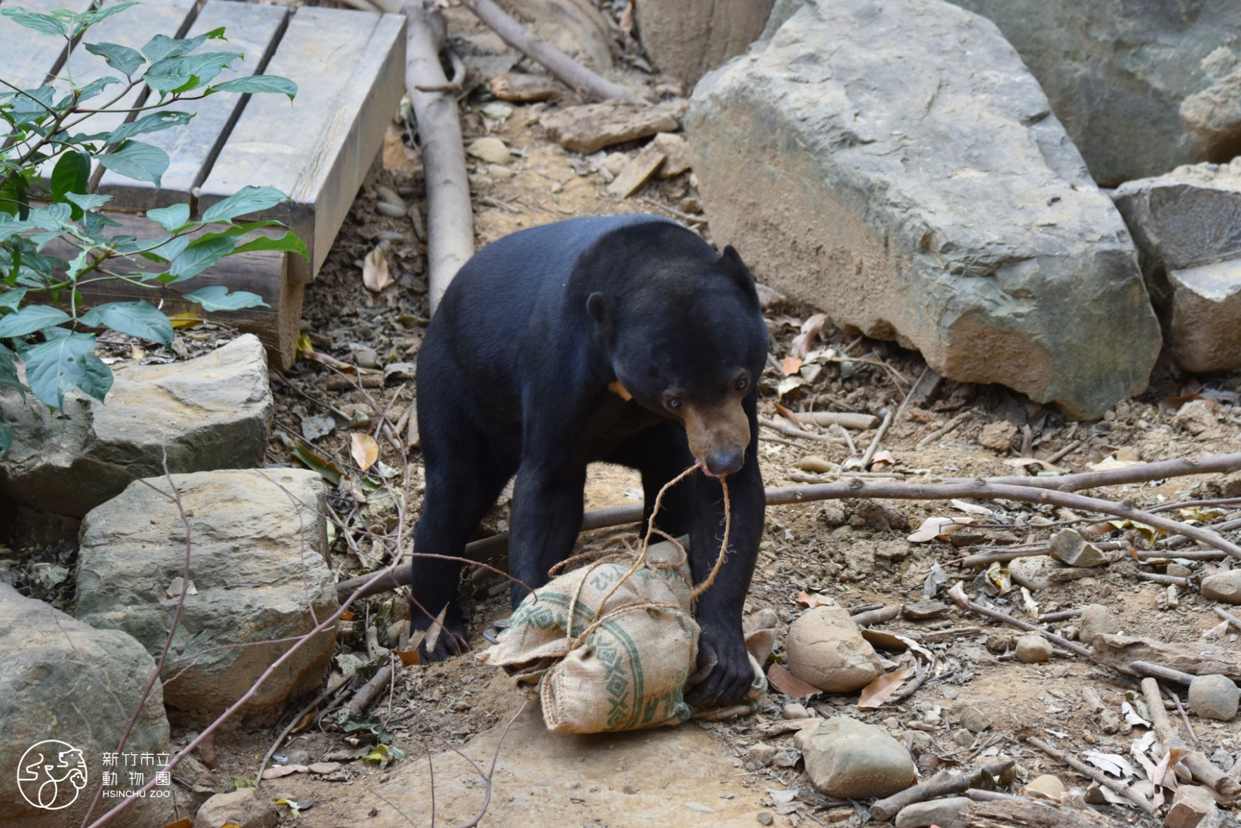 馬來熊拆解麻布袋驚喜包