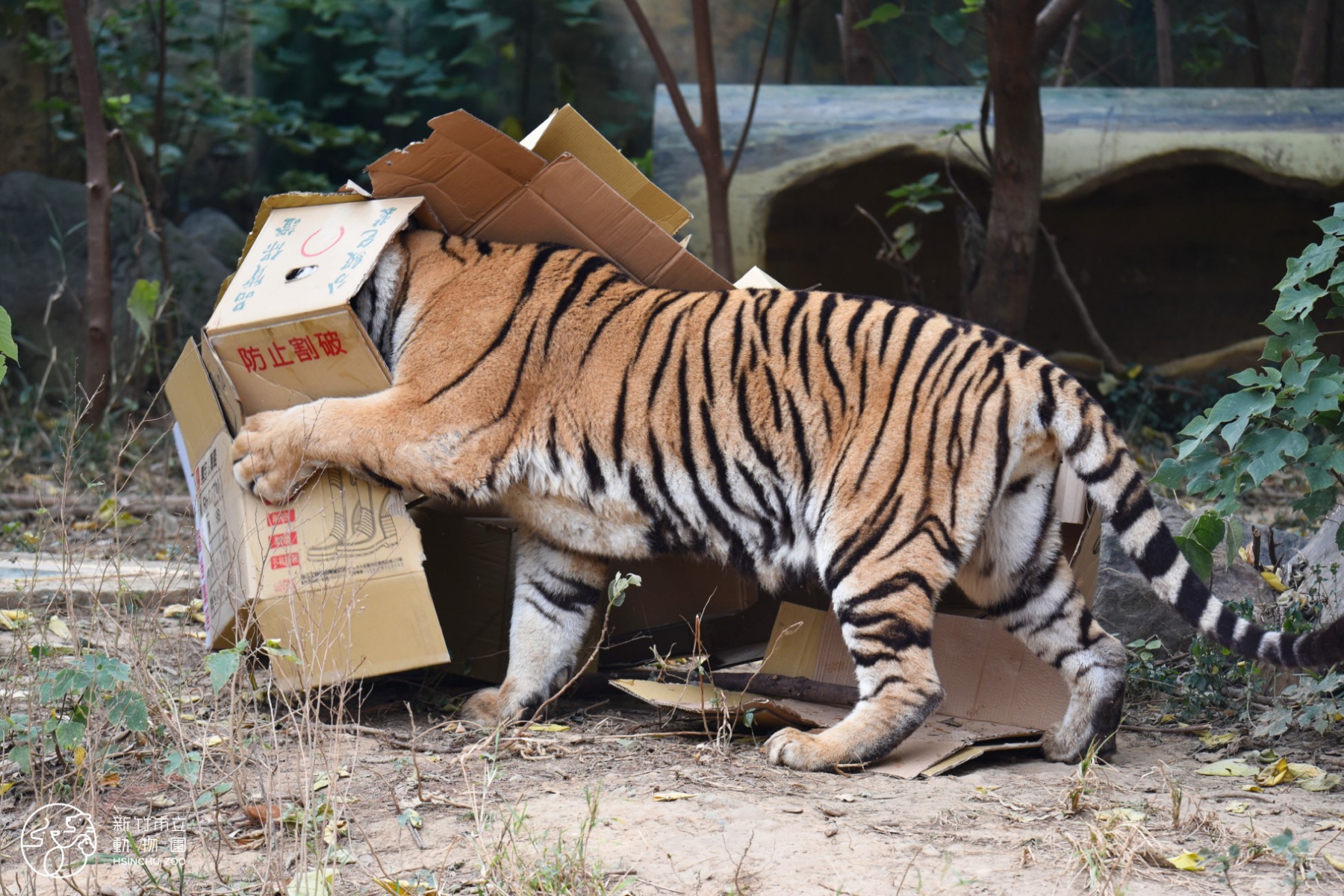 老虎探索紙箱隧道