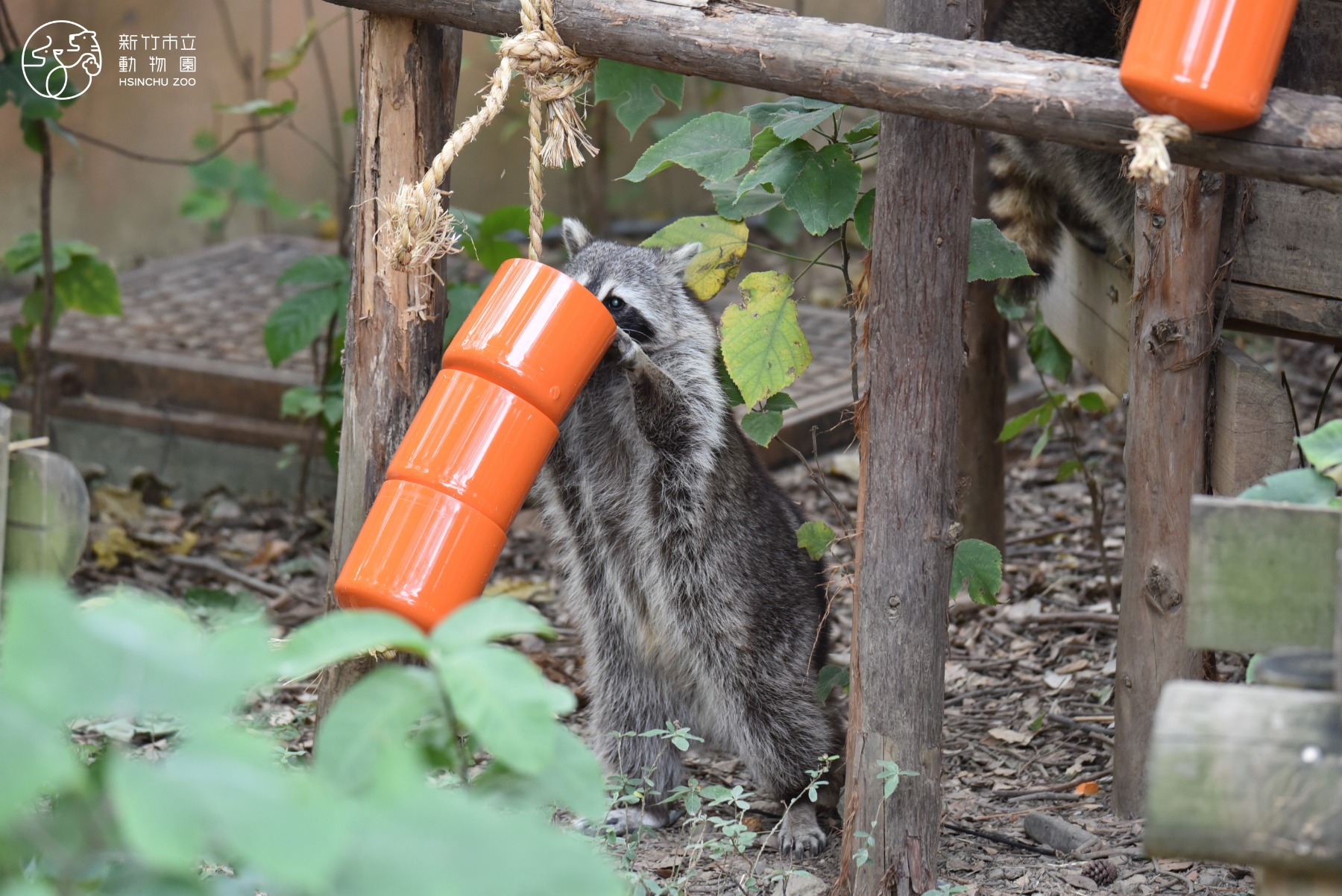 北美浣熊從管帽藏食器中尋找蔬果