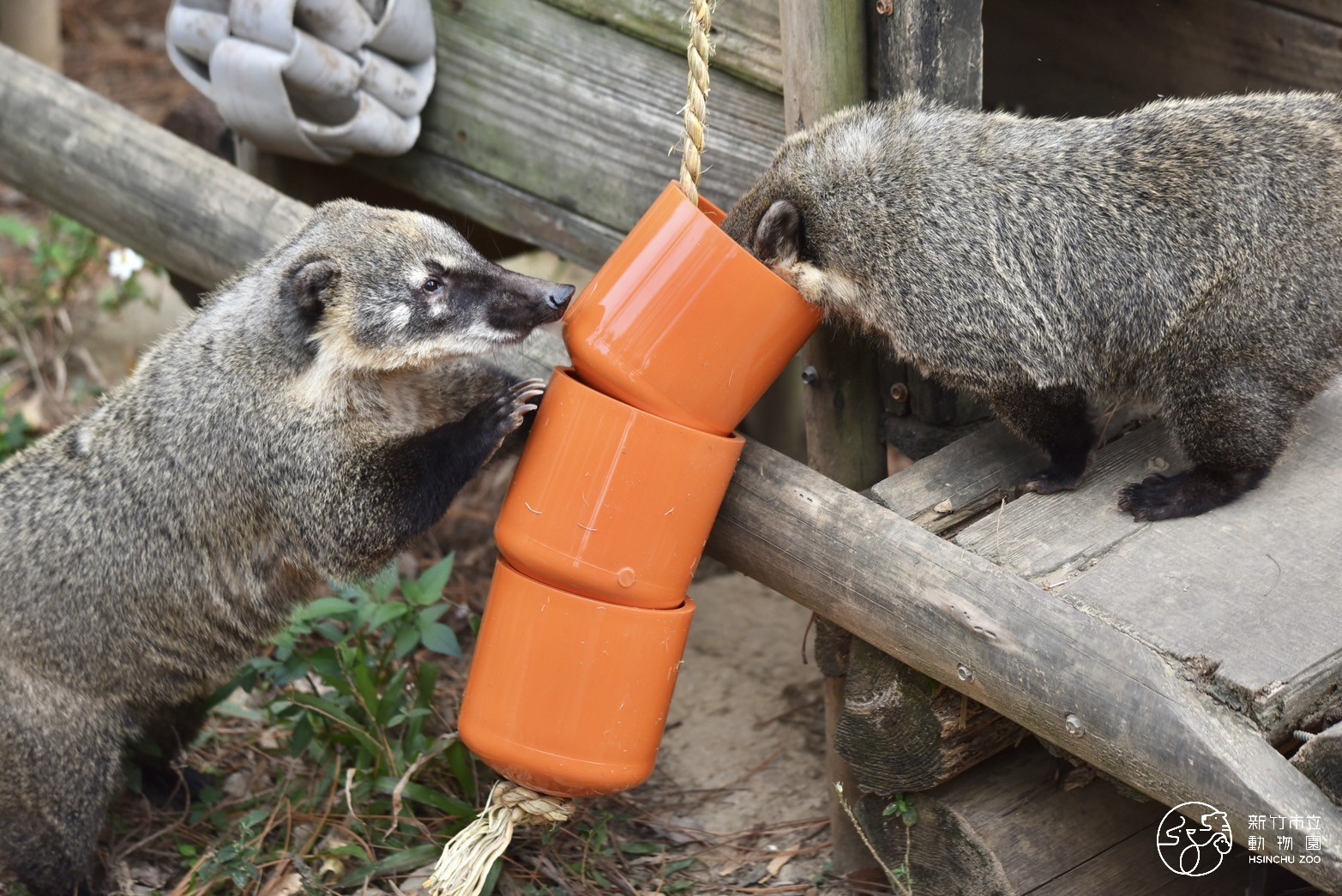 長鼻浣熊從管帽藏食器中尋找蔬果