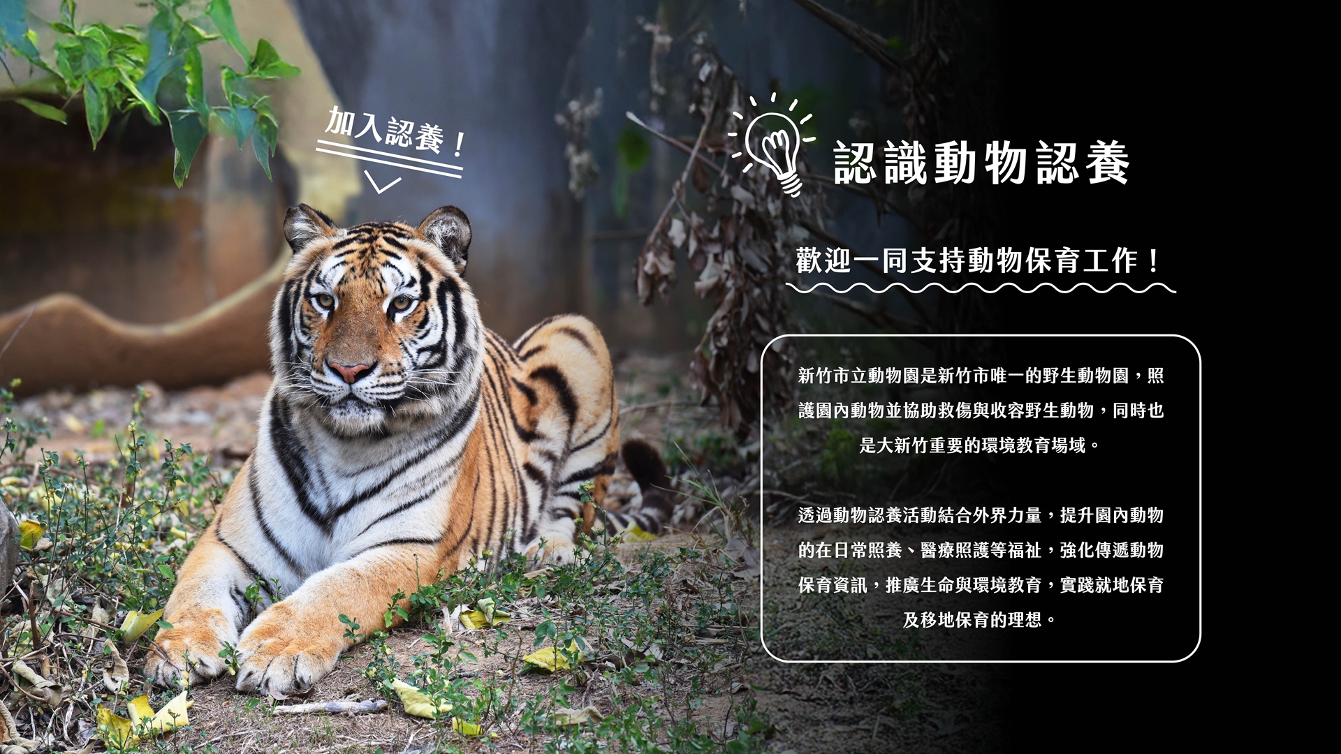 認識動物認養