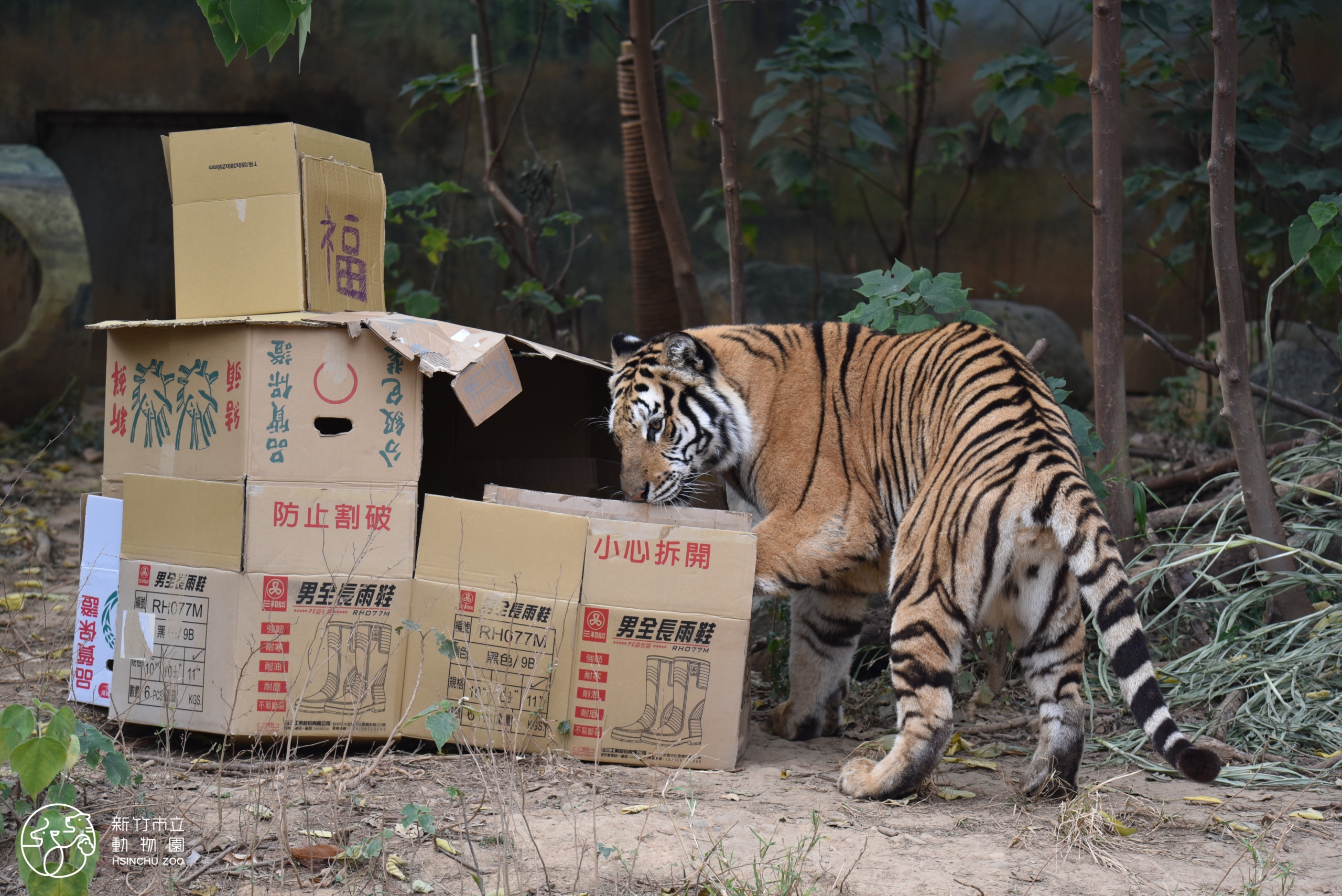 老虎探索紙箱隧道