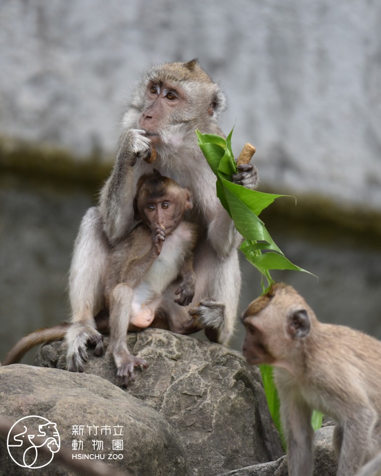 動物園員工以地瓜、紅蘿蔔、麥片及猴餅乾取代糯米，搭配當季蔬果製成內餡，再以月桃葉包裹成色彩繽紛的「五色粽」，就連猴寶寶也忍不住湊上前與媽媽分享美食。