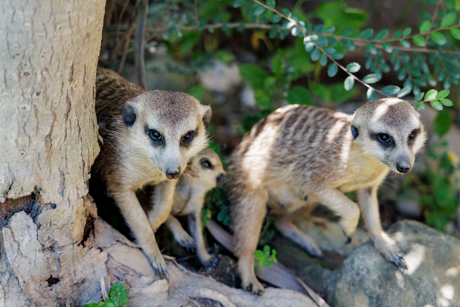 狐獴寶寶由動物園志工命名為檸獴塔與獴布朗。